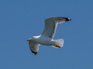 A graceful seagull soaring through the sky