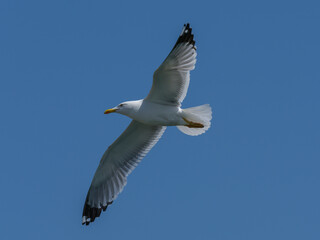 A graceful seagull soaring through the sky