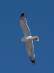 A graceful seagull soaring through the sky
