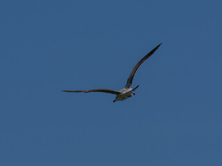 A graceful seagull soaring through the sky