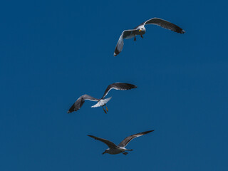 Seagulls flying in the sky