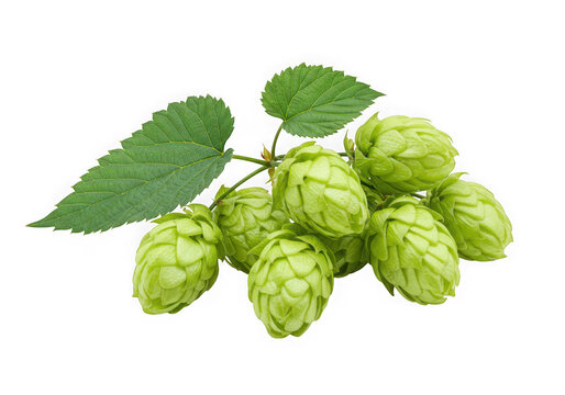 Fresh green hops branch isolated on transparent background