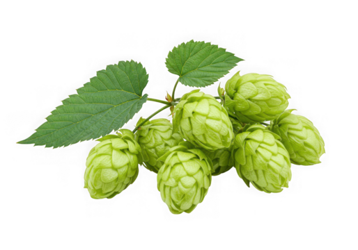 Fresh green hops branch isolated on transparent background
