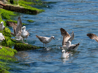 Flock of seagulls in the marina