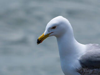 A cute seagull by the sea