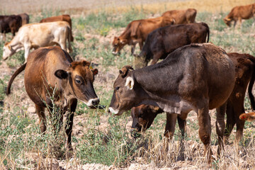 Cows feeding on agricultural land in the plains