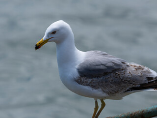 A cute seagull by the sea