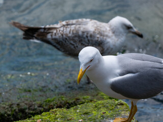 A flock of seagulls on the rock