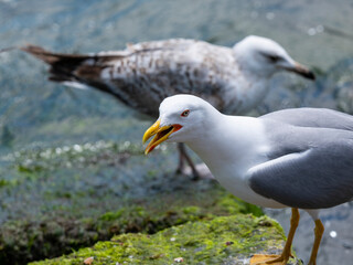 A flock of seagulls on the rock