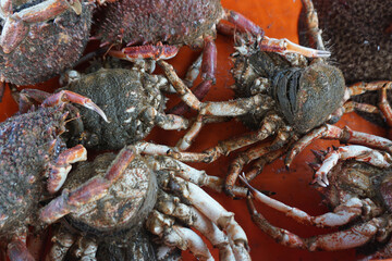 Freshly Caught Spider Crabs Displayed
