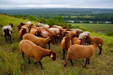 Fototapeta premium National Nature Reserve of the Seine Hillsides in Vexin Français Regional Nature Park