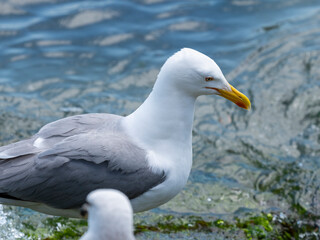 A cute seagull by the sea