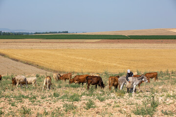 Cows feeding on agricultural land in the plains
