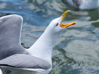 A cute seagull by the sea
