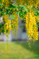 Sunlit yellow wisteria growing in a courtyard
