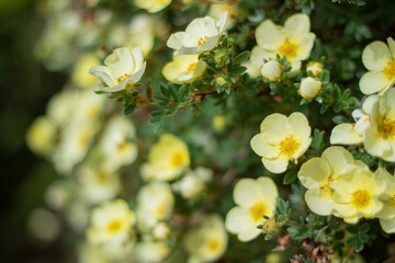 Potentilla Primrose Beauty in formal English garden, focus on flowers with blurred background