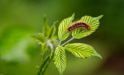 Caterpillar on a blackberry plant in Izmir - Bozdag
