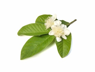 Guava flowers and leaves isolated on white background 