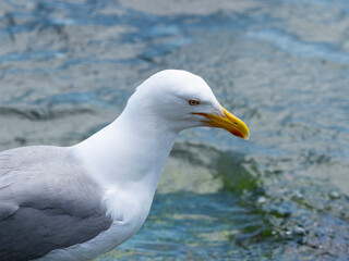 A cute seagull by the sea
