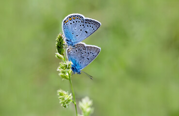 Blue-eyed Amanda butterfly (Polyommatus amandus) on a plant in Izmir - Bozdag