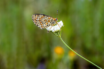 Beautiful Iparhan butterfly (Melitaea syriaca) on plant