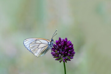 Hawthorn Butterfly (Aporia crataegi) on a plant in Izmir - Bozdag