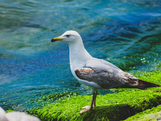 A cute seagull by the sea