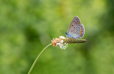 Blue-eyed Amanda butterfly (Polyommatus amandus) on a plant in Izmir - Bozdag