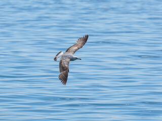 A graceful seagull soaring above the ocean