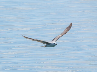 A graceful seagull soaring above the ocean