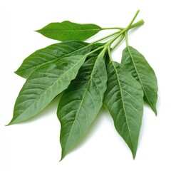 Obraz premium Close-up of vibrant green leaves, glossy and healthy, arranged on stems against a white background