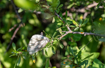 The moment when the Common Hawthorn Butterfly (Aporia crataegi) lays its eggs on a plant leaf in Bozdag, Izmir