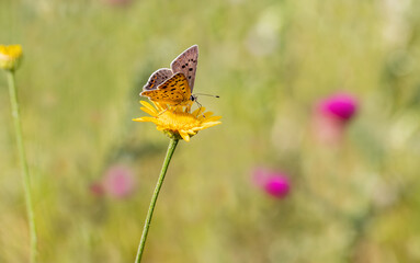 Sooty copper butterfly (Lycaena tityrus) on plant