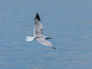 A beautiful seagull flying over the sea