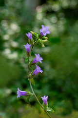 Blooming bellflower (campanula podocarpa) in İzmir Bozdağ