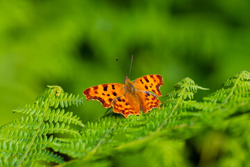 Tattered Butterfly (Polygonia c-album) on plant
