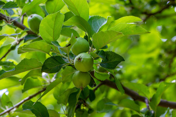 The European crab apple, Malus sylvestris, also known as the European wild apple or simply crab apple, is a species of the genus Malus. Its scientific name reflects its habitat, "forest apple"