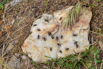 Houseflies gathered on the heated stone in the cool weather in Bozdağ, Izmir.