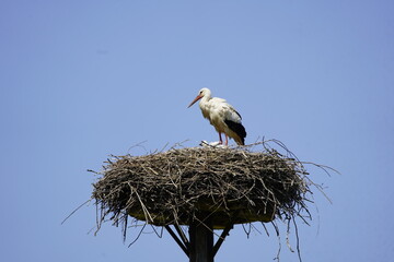 White stork (Ciconia ciconia) with chicks in the nest, Hanover Leinewiesen, Germany on June 12, 2025.