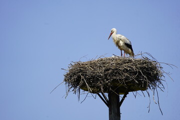 White stork (Ciconia ciconia) with chicks in the nest, Hanover Leinewiesen, Germany on June 12, 2025.