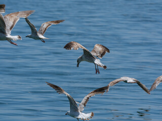 beautiful seagulls flying over the sea