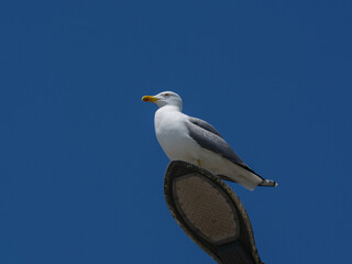 A graceful seagull perched atop a street lamp