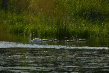 white swan with chicks on the lake