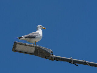 A graceful seagull perched atop a street lamp