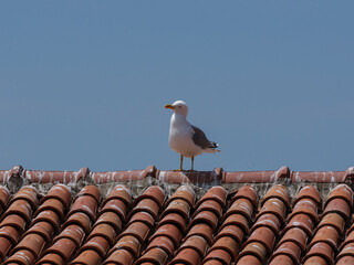 A beautiful seagull on the rooftop