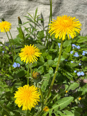 dandelions in the grass