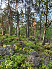 pine forest in the mountains