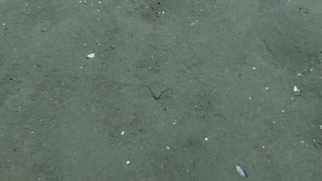 4k video of the feelers of a Palp Worm (Spionidae) poking through the sea bed in Tarragona, Spain