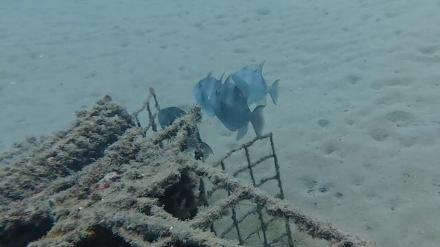 4k video of Grey Triggerfish (Balistes capriscus) in Tarragona, Spain