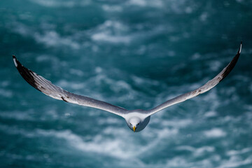 A graceful seagull soaring above the ocean